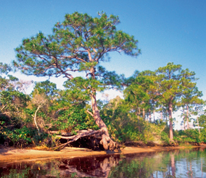 photo of trees by the water